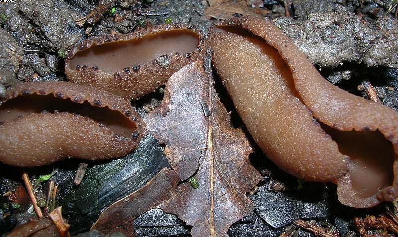 Peziza echinospora        P. Karst.,